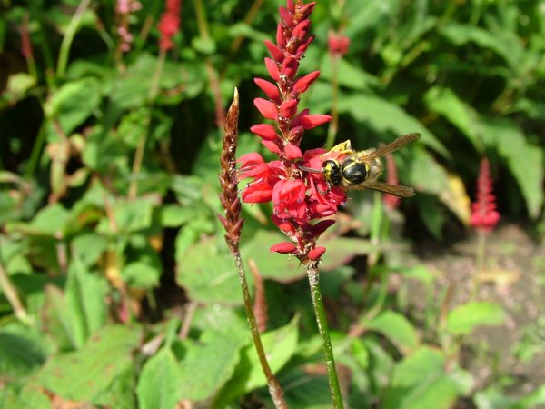 Persicaria amplexicaulis 'Annes Choice'2