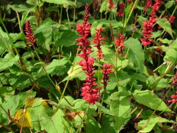 Persicaria amplexicaulis 'Annes Choice'3