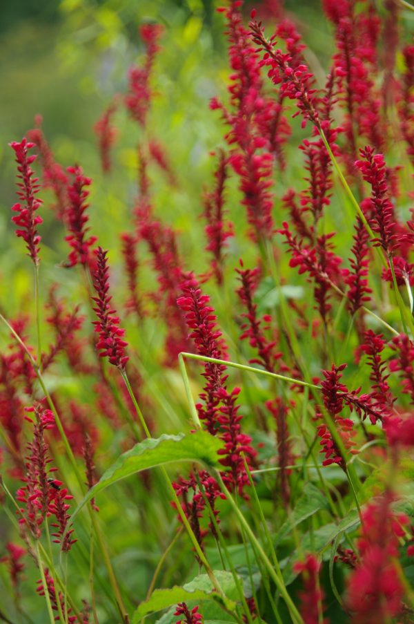 Persicaria amplexicaulis 'Annes Choice'4