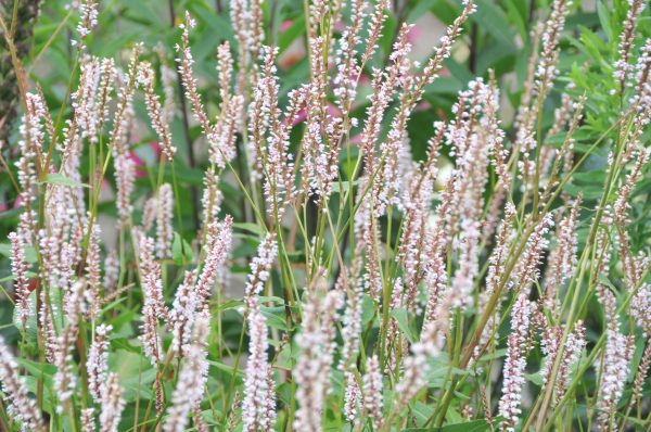 Persicaria amplexicaulis 'JS Misty Morning'1