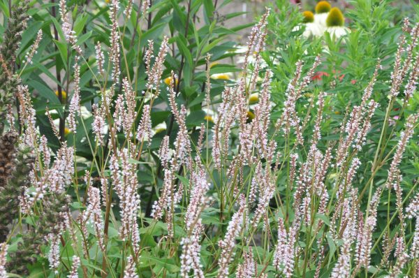 Persicaria amplexicaulis 'JS Misty Morning'2
