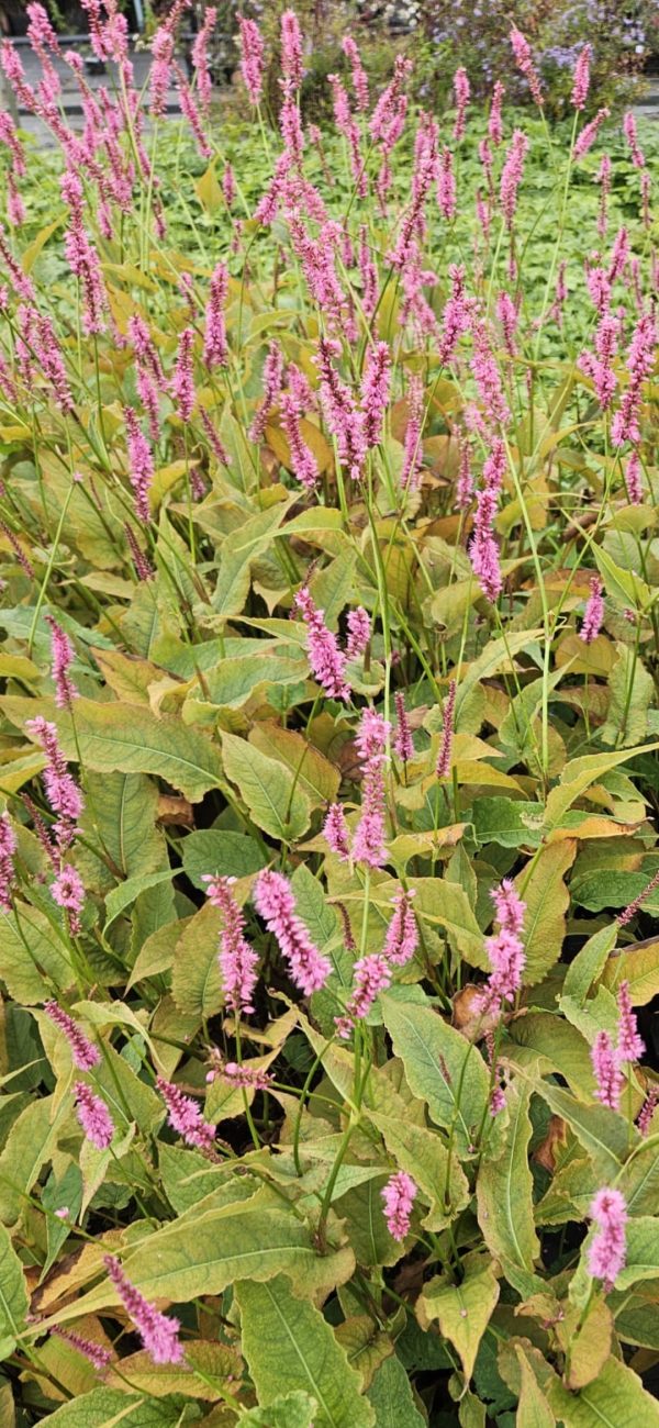 Persicaria amplexicaulis 'Pinkfield'