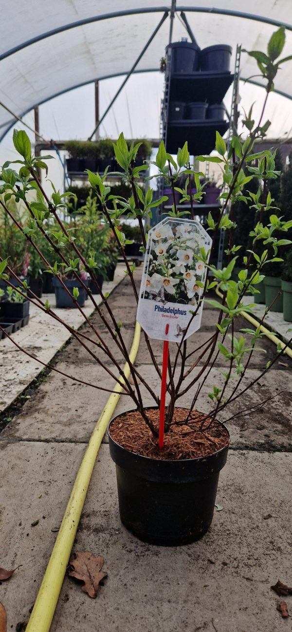 Philadelphus 'Belle Etoile'