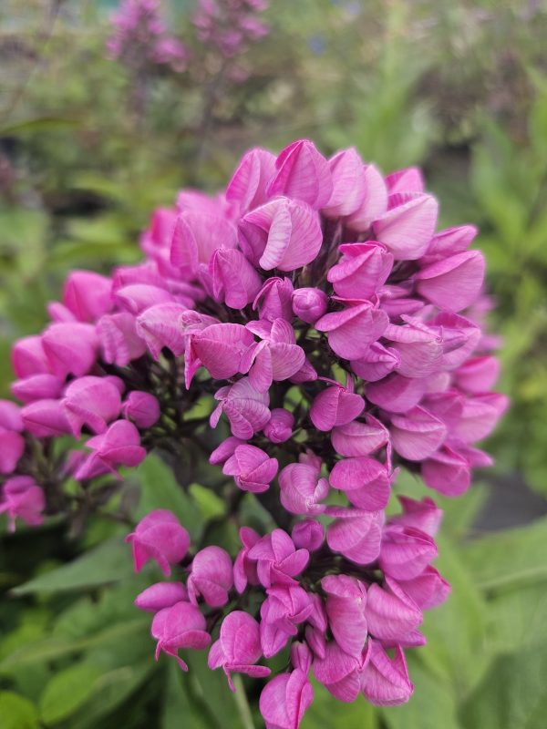 Phlox paniculata 'Butonik' Phlox paniculata 'Butonik'