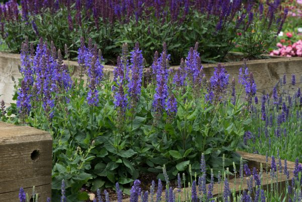 Salvia Marvel Sky Blue 02