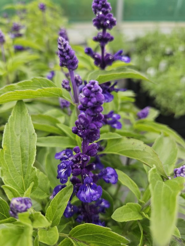 Salvia farinacea 'Midnight Candle'