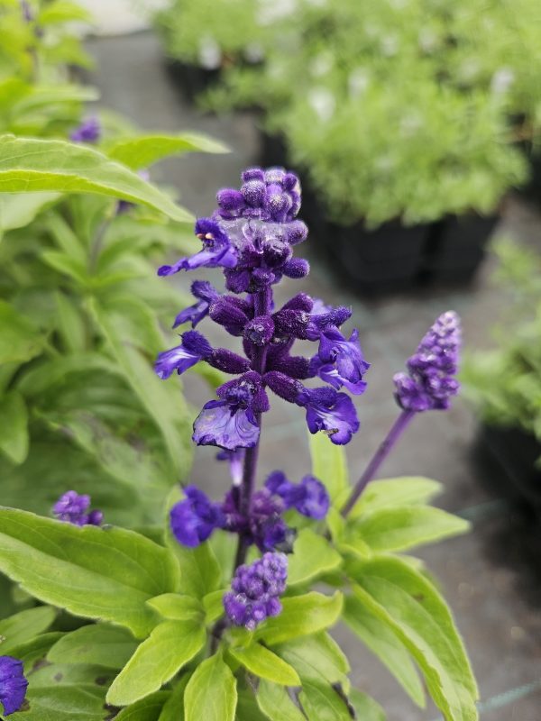 Salvia farinacea 'Midnight Candle'