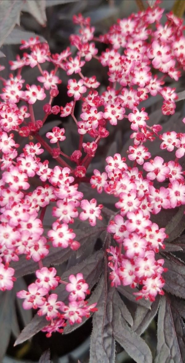Sambucus nigra f.porphyrophylla 'Cherry Lace'