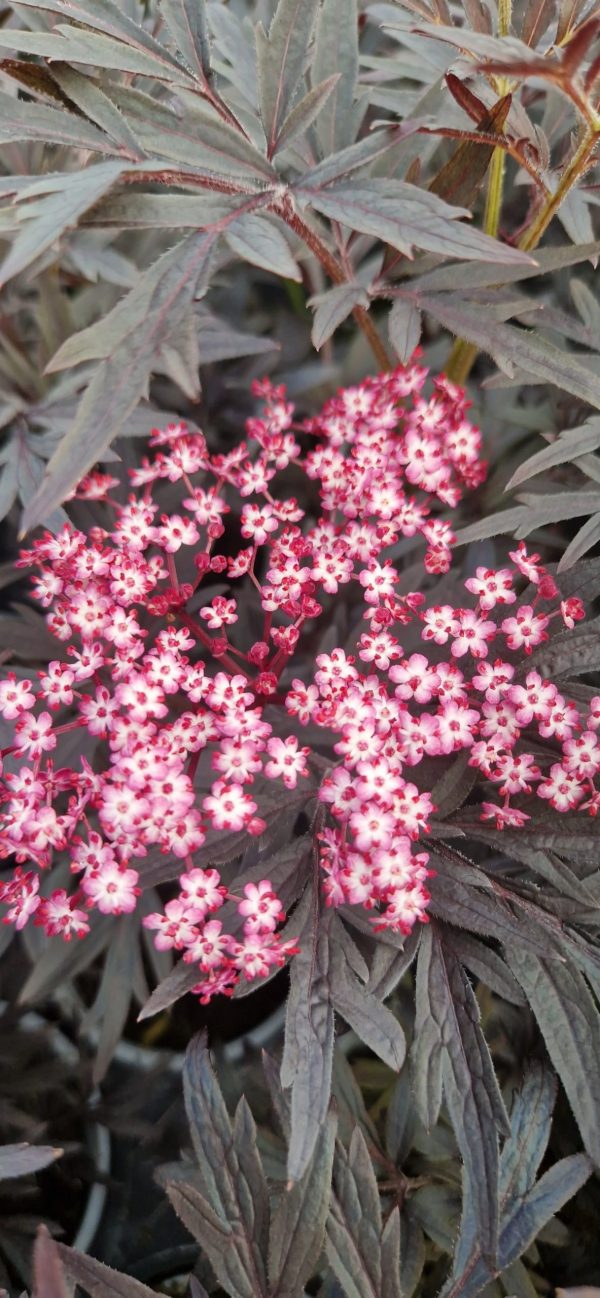 Sambucus nigra f.porphyrophylla 'Cherry Lace' Sambucus nigra f.porphyrophylla 'Cherry Lace'