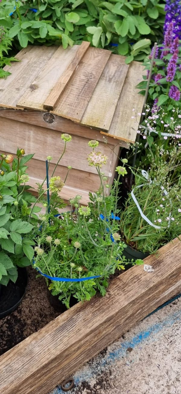 Scabiosa 'Magic' Scabiosa 'Magic'
