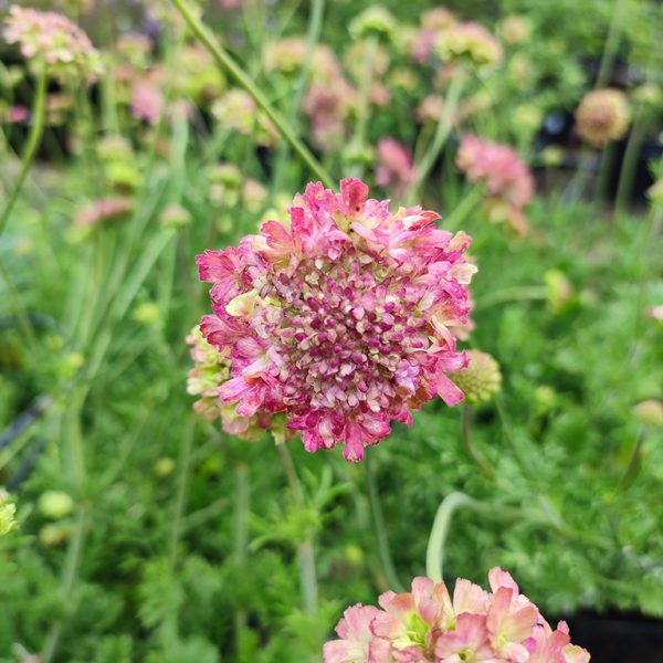Scabiosa 'Magic'