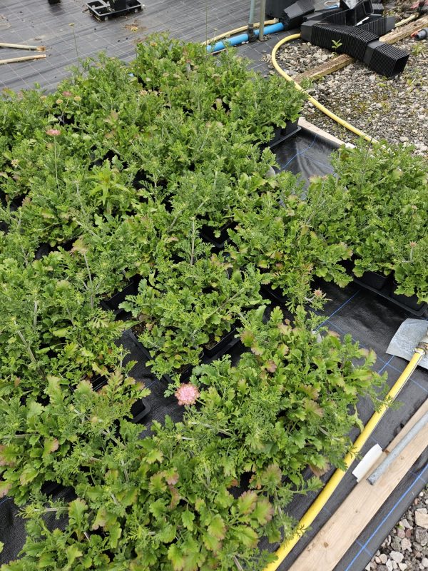 Scabiosa 'Magic'2 Scabiosa 'Magic'