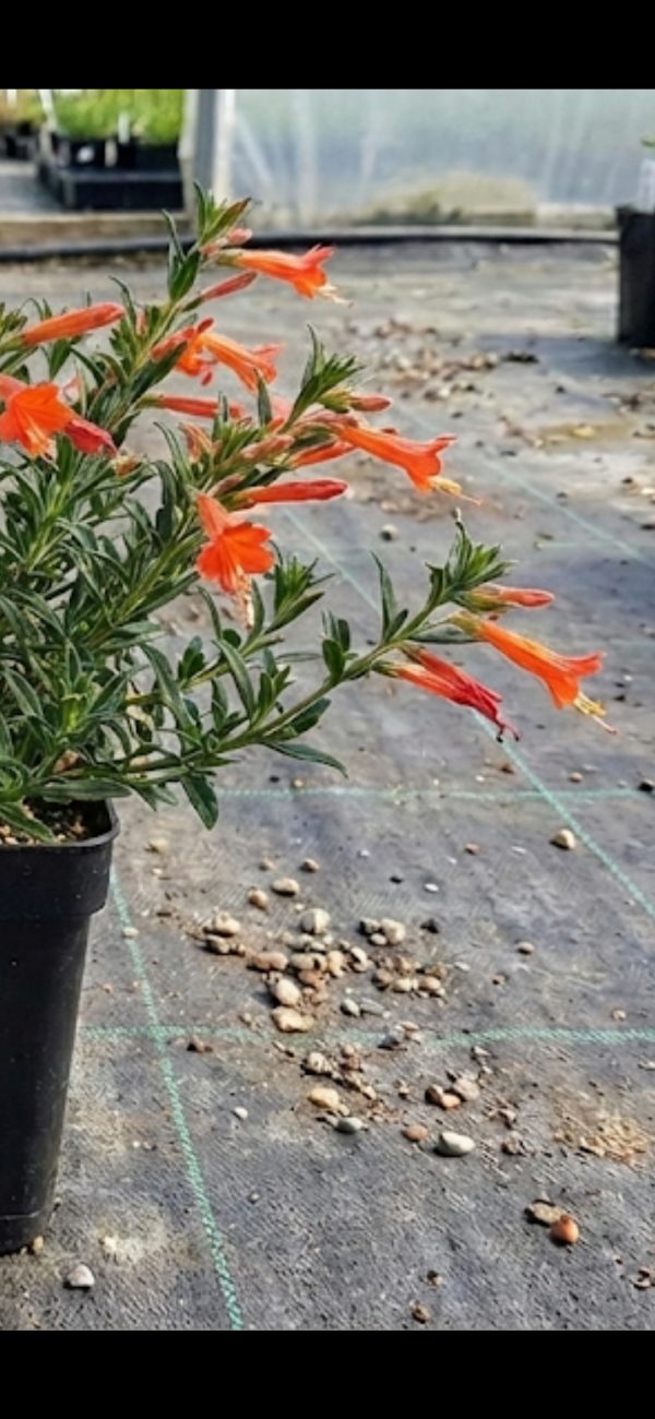 Zauschneria californica 'Glasnevin'