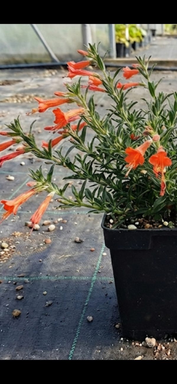 Zauschneria californica 'Glasnevin'