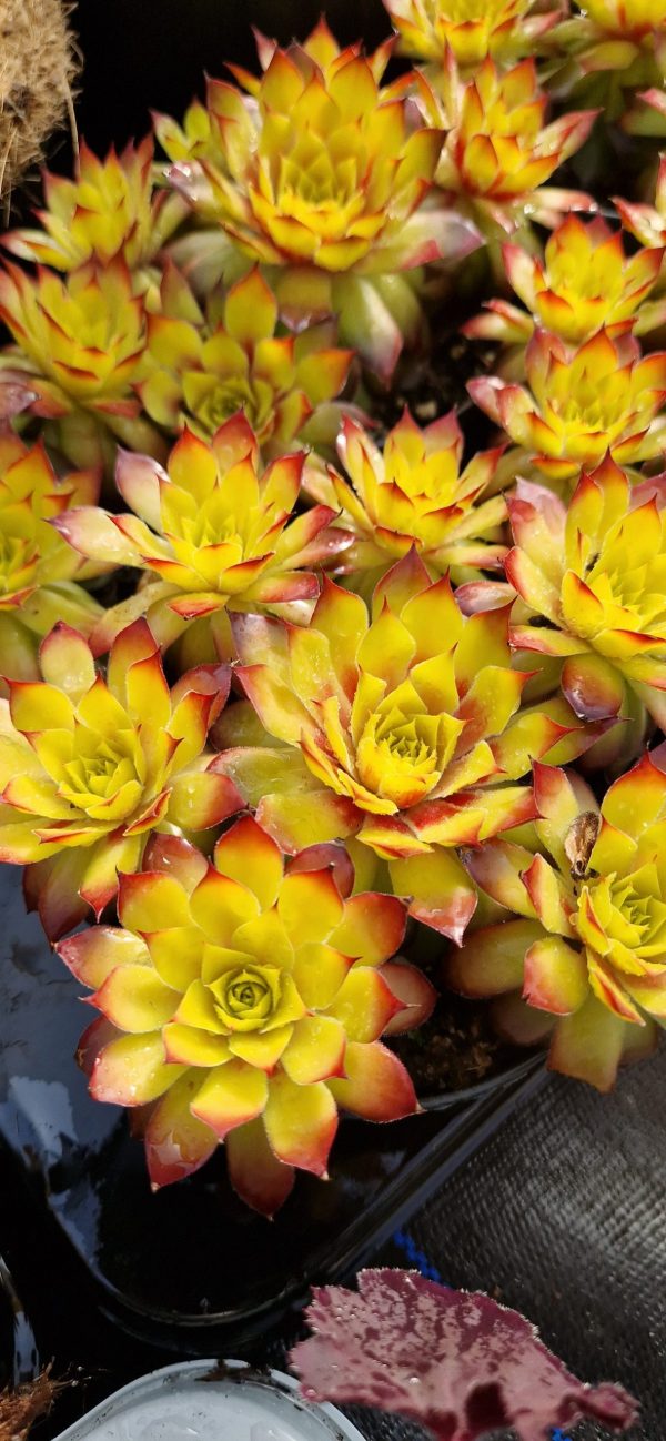 Sempervivum 'Gold Nugget'