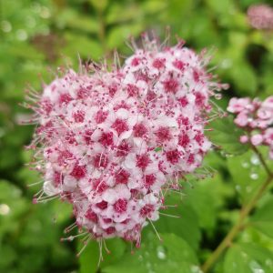 Spiraea japonica 'Sparkling Champagne'