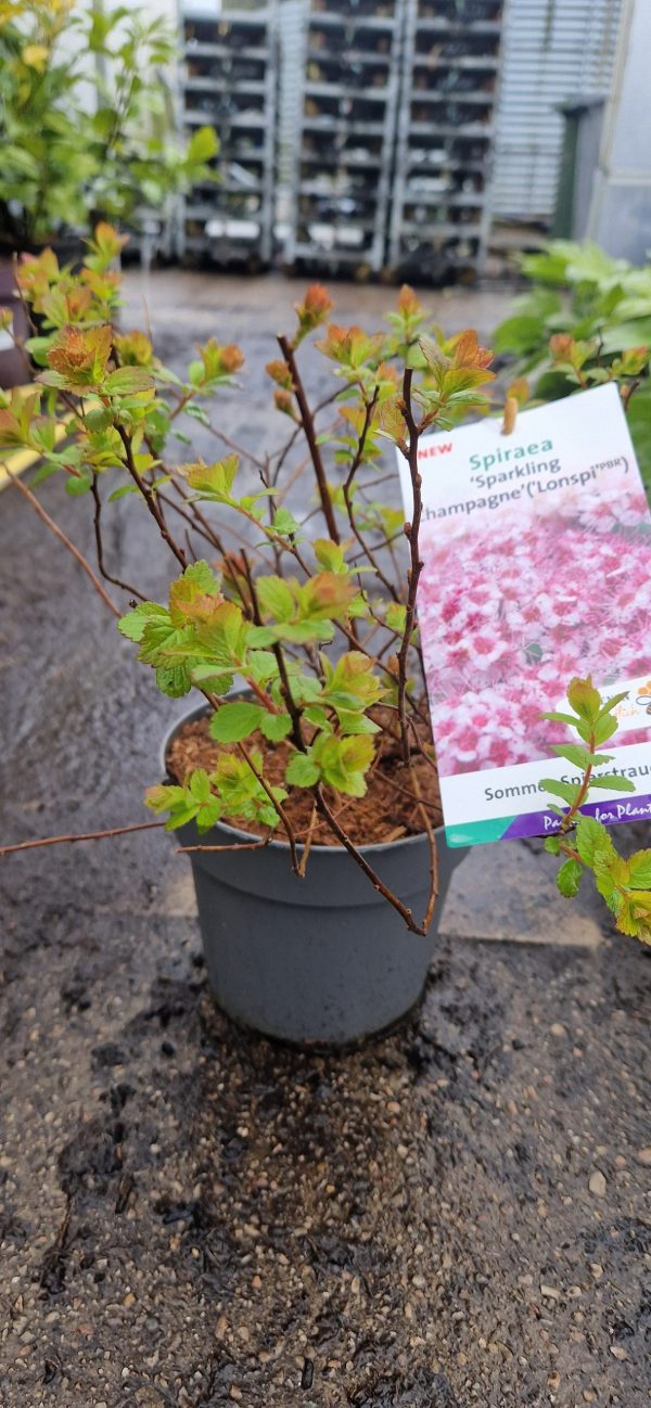 Spiraea japonica 'Sparkling Champagne'