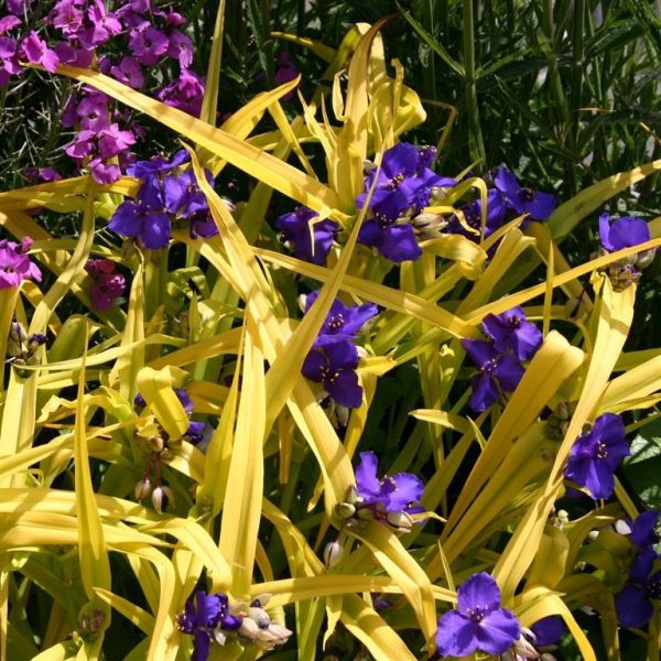 Tradescantia 'Blue and Gold'