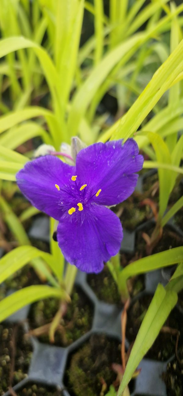 Tradescantia 'Blue and Gold'2 Tradescantia 'Blue and Gold'