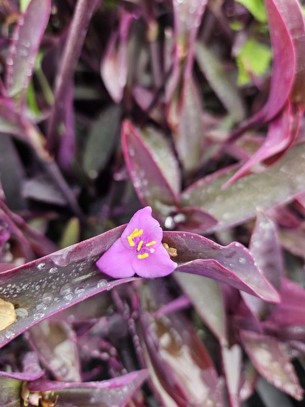 Tradescantia 'Purple Sabre'
