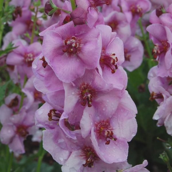 Verbascum 'Lavender Lass' | Proctors Nursery