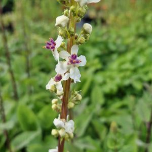 Verbascum 'Snowy Spires'