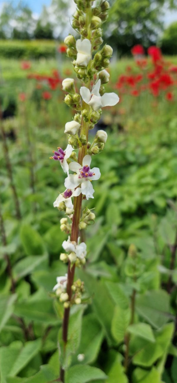 Verbascum 'Snowy Spires' Verbascum 'Snowy Spires'