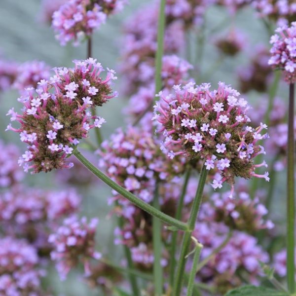 Verbena bonariensis 'Meteor Shower'