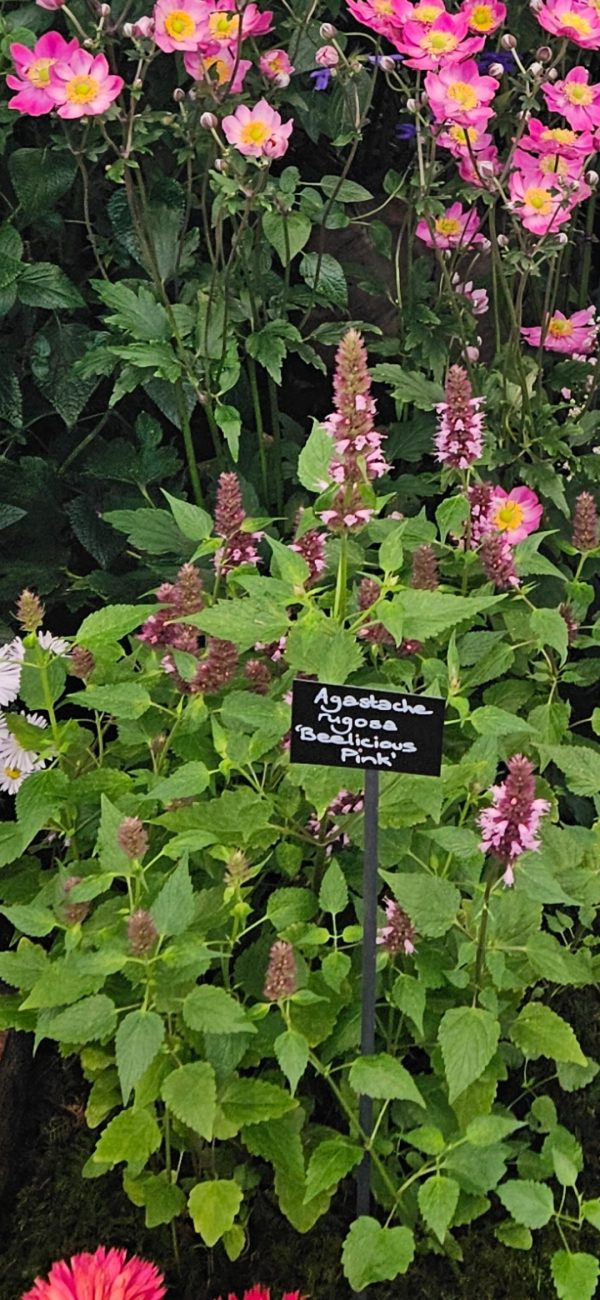 Agastache rugosa 'Beelicious Pink' Agastache rugosa 'Beelicious Pink'
