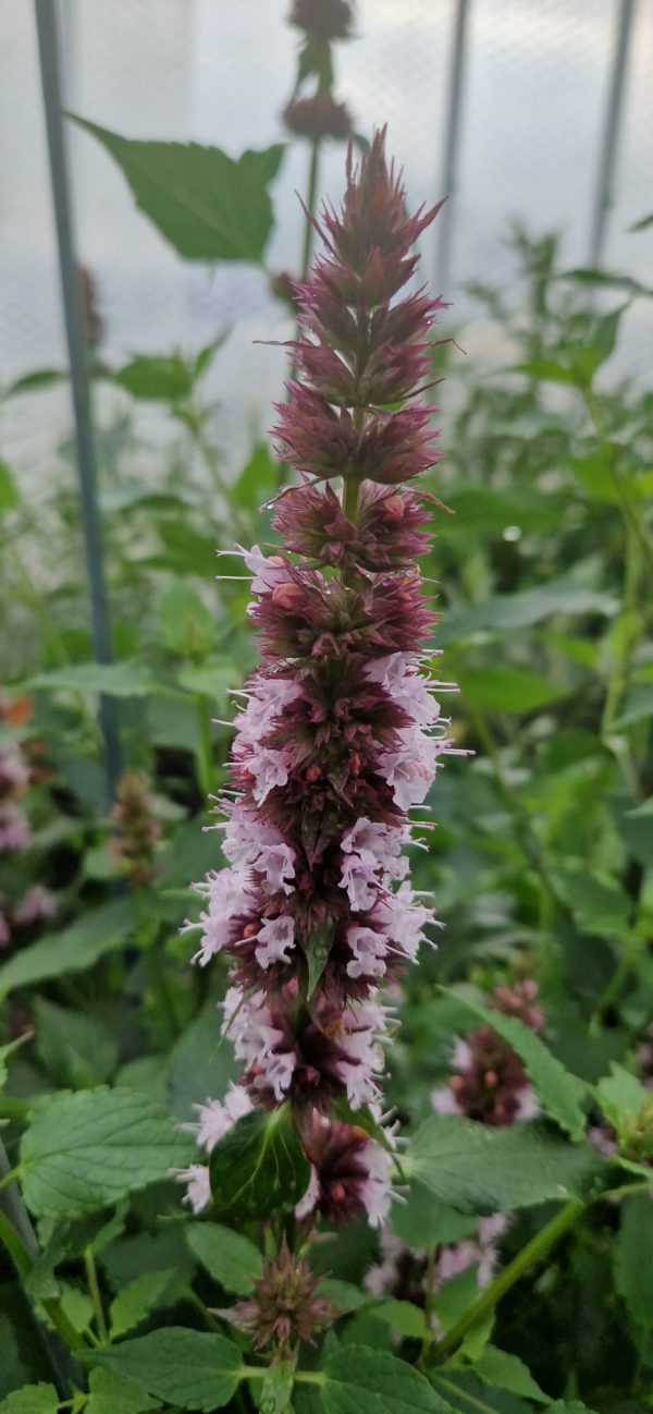 Agastache rugosa 'Beelicious Pink' Agastache rugosa 'Beelicious Pink'