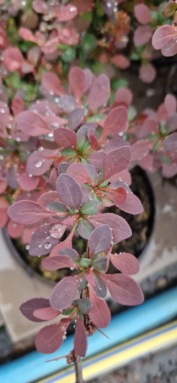 Berberis thunbergii f.atropurpureum