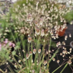 Briza media ‘Limouzi’