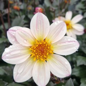 Dahlia 'Happy Days Cream'