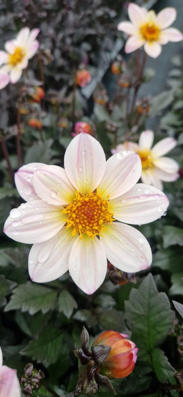 Dahlia 'Happy Days Cream' Dahlia 'Happy Days Cream'