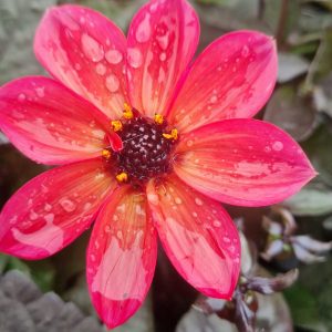 Dahlia 'Happy Days Neon'