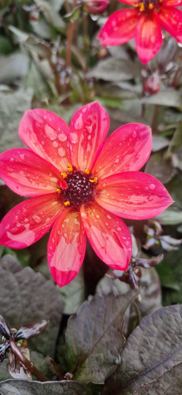 Dahlia 'Happy Days Neon' Dahlia 'Happy Days Neon'