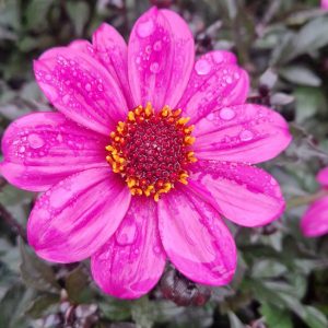 Dahlia 'Happy Days Purple'