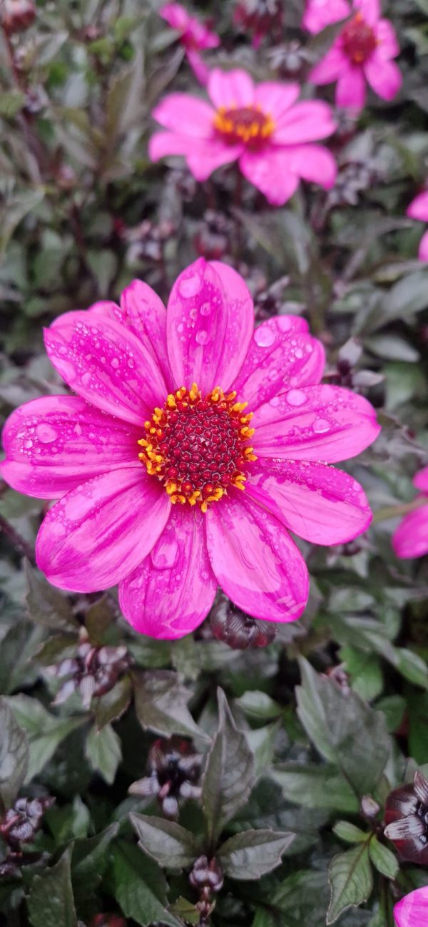 Dahlia 'Happy Days Purple' Dahlia 'Happy Days Purple'