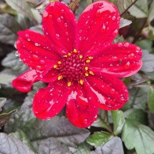 Dahlia 'Happy Days Red'