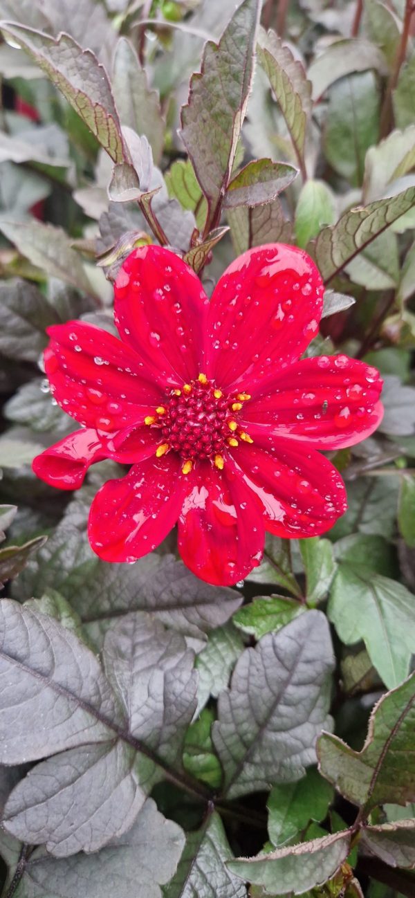 Dahlia 'Happy Days Red' Dahlia 'Happy Days Red'