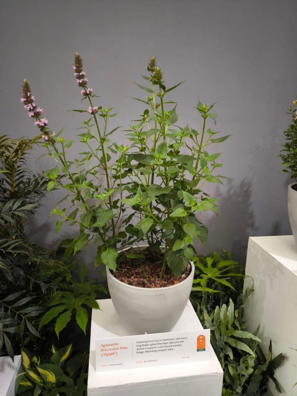 Agastache rugosa 'Beelicious Pink' Agastache rugosa 'Beelicious Pink'