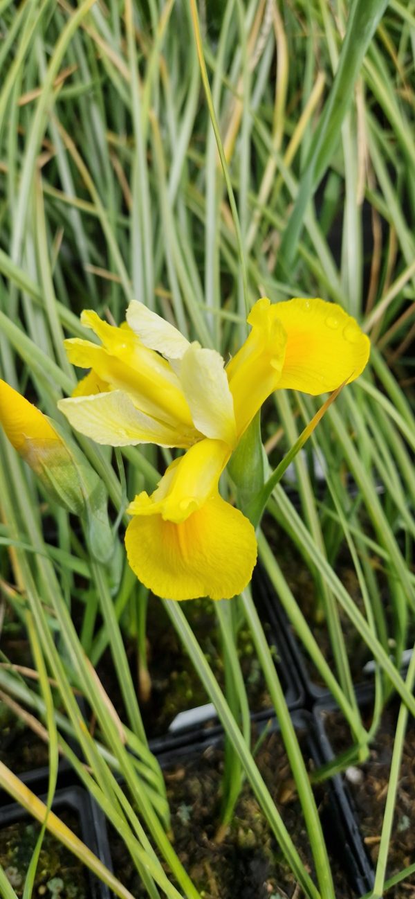 Iris hollandica 'Symphony'