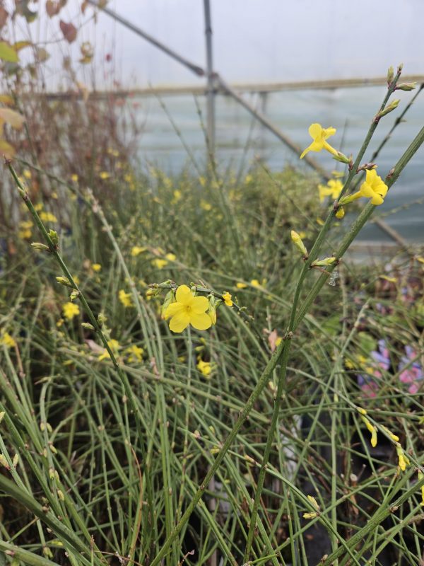 Jasminum nudiflorum Jasminum nudiflorum