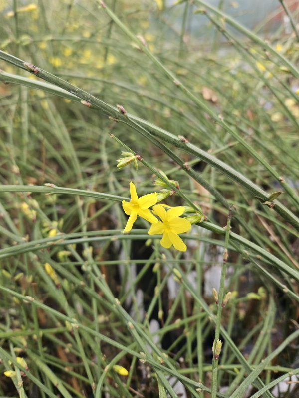 Jasminum nudiflorum 2 Jasminum nudiflorum