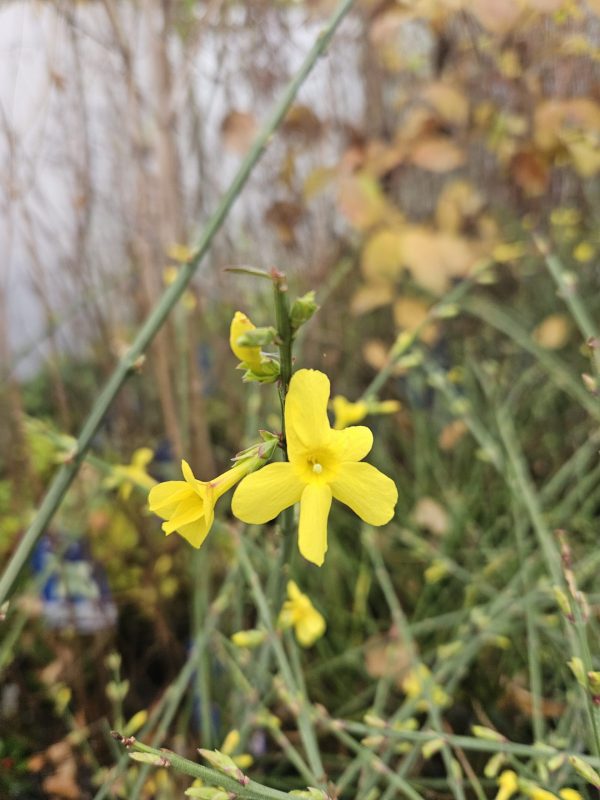 Jasminum nudiflorum 3 Jasminum nudiflorum