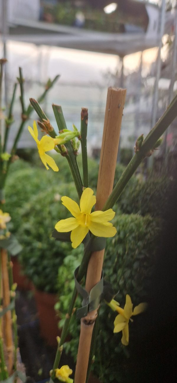 Jasminum nudiflorum (Winter Jasmine)
