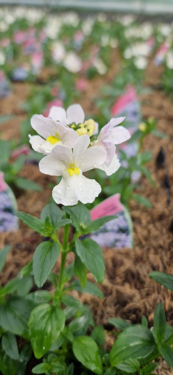 Nemesia 'Wisley Vanilla' 2