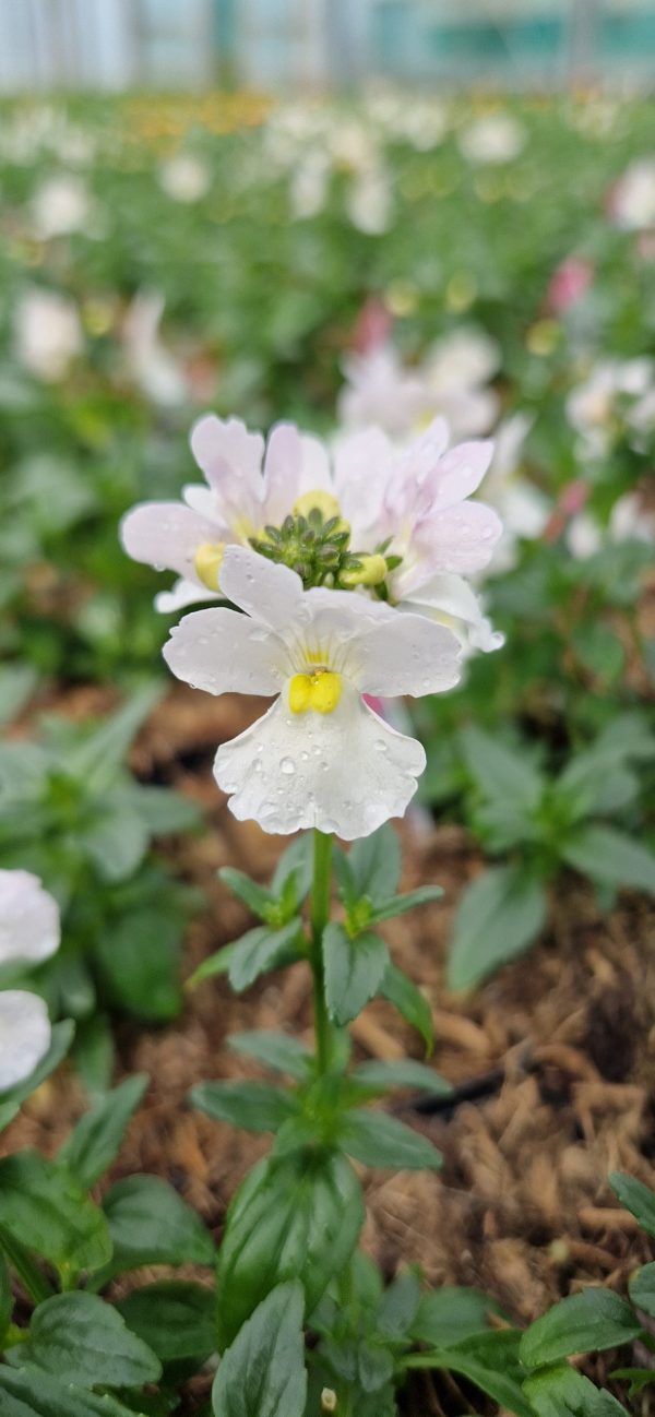 Nemesia 'Wisley Vanilla' 3