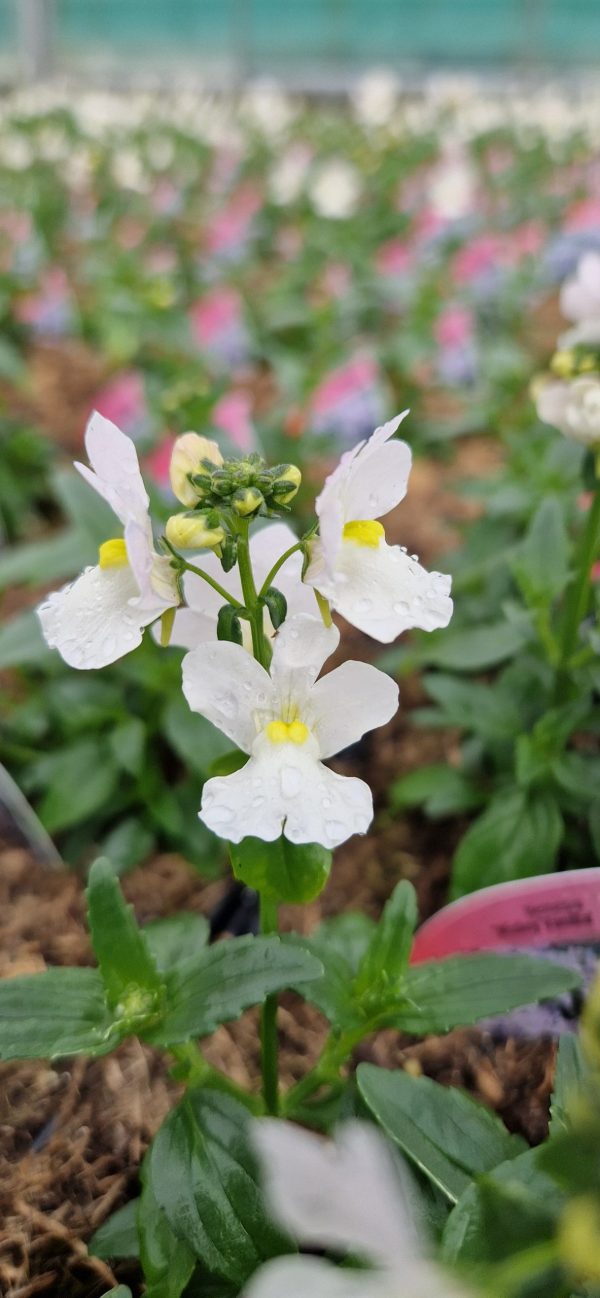 Nemesia 'Wisley Vanilla'