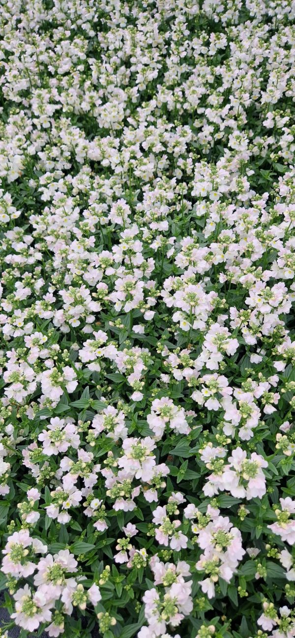 Nemesia 'Wisley Vanilla' Nemesia 'Wisley Vanilla'